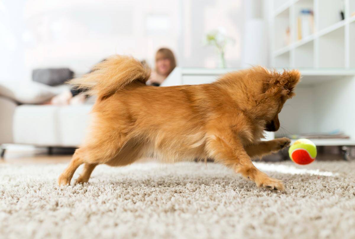 10 Best Toys To Keep Your Dog Busy Indoors