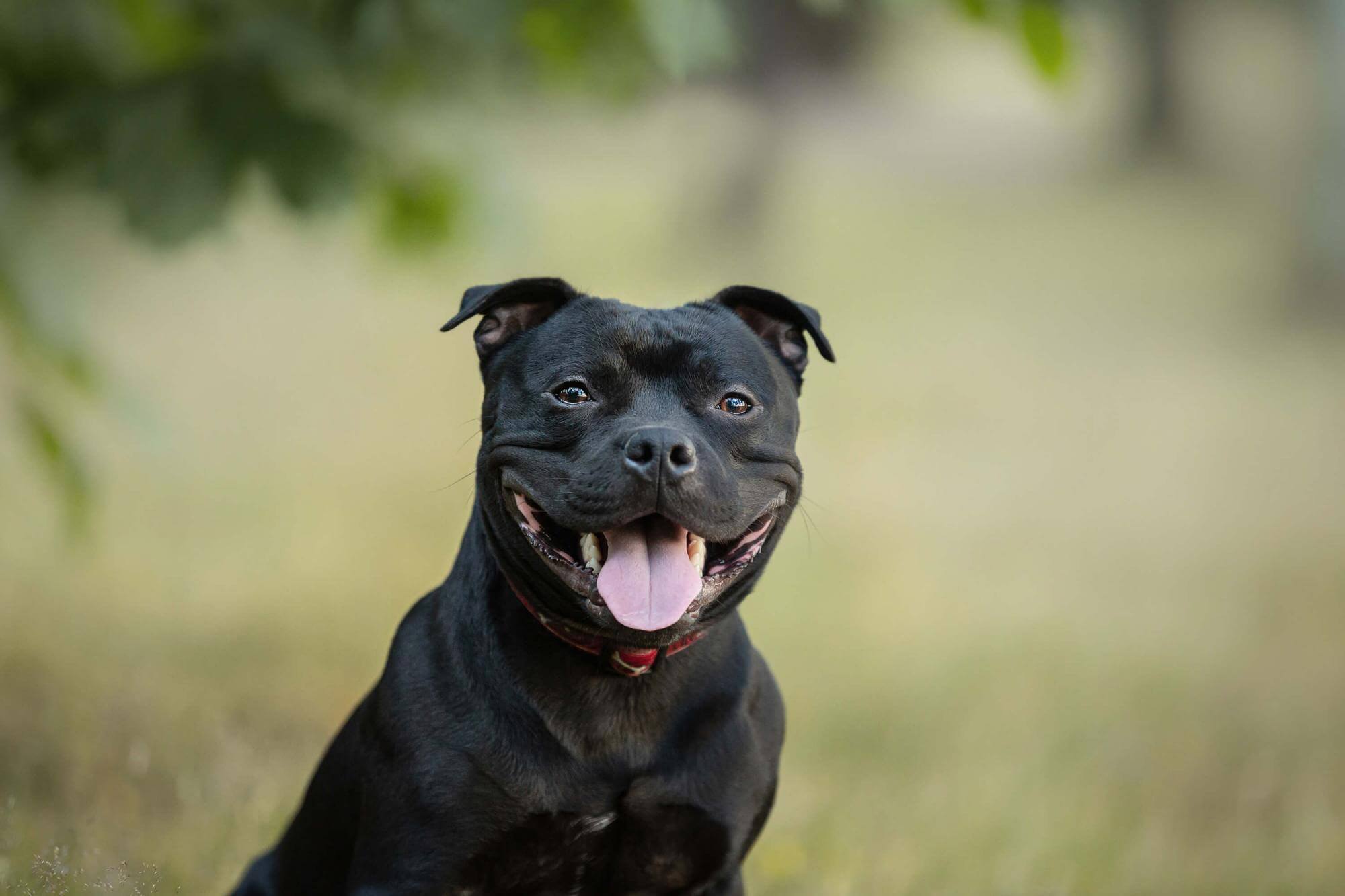 6 Reasons Why Staffies Are The Best Dogs In The World TastyBone