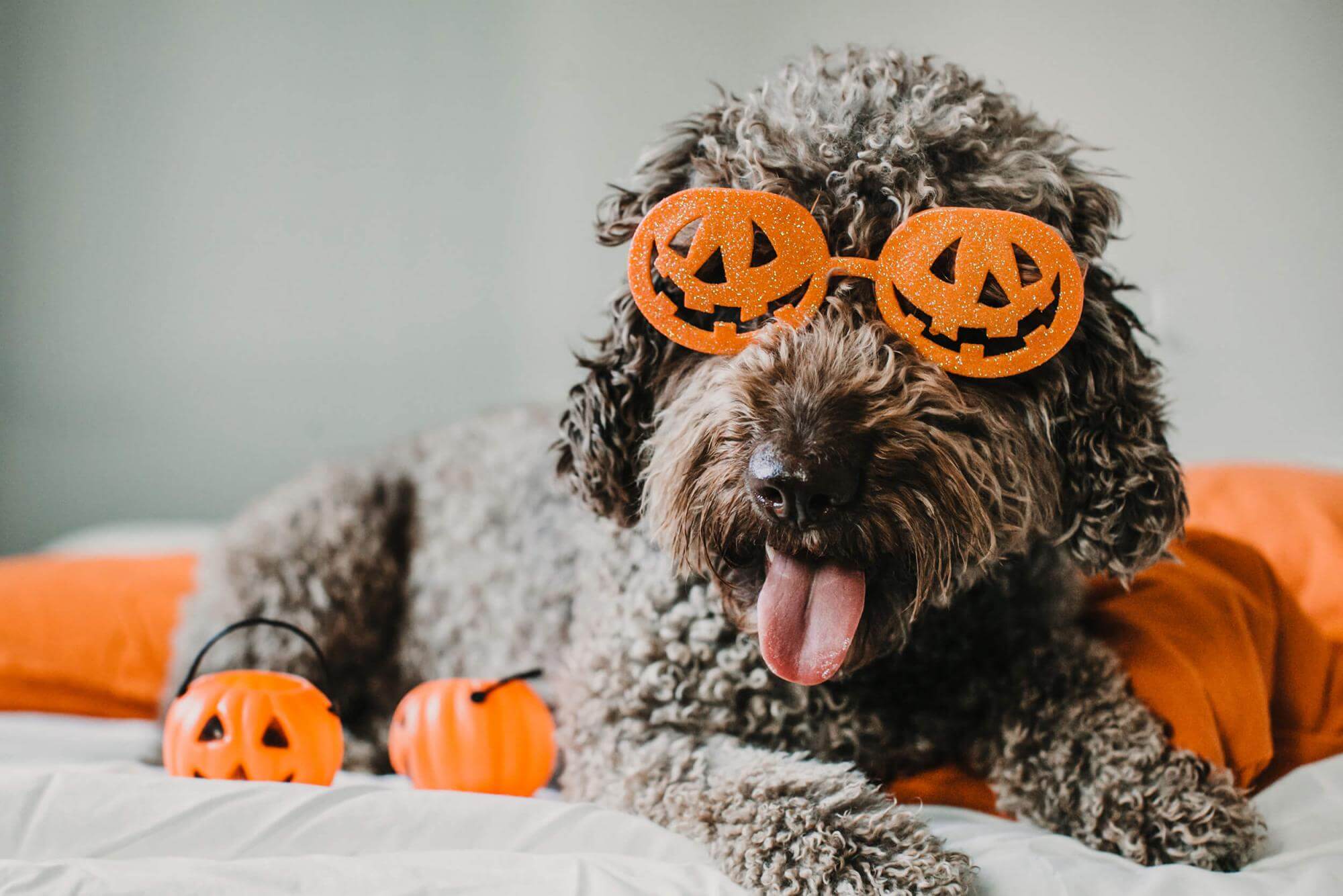 Halloween Dog Wallpapers  Top Free Halloween Dog Backgrounds   WallpaperAccess