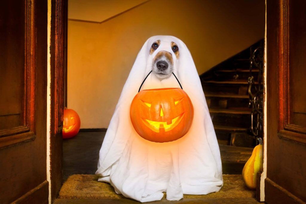 easy homemade halloween costumes dog