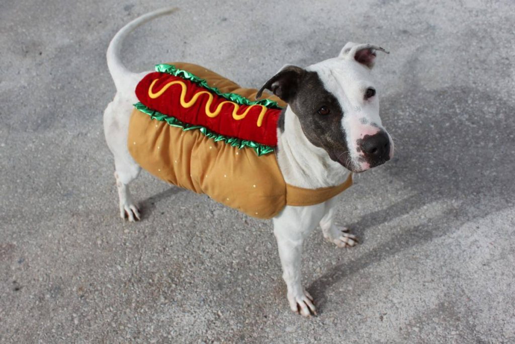 Hotdog Vendor Dog Costume