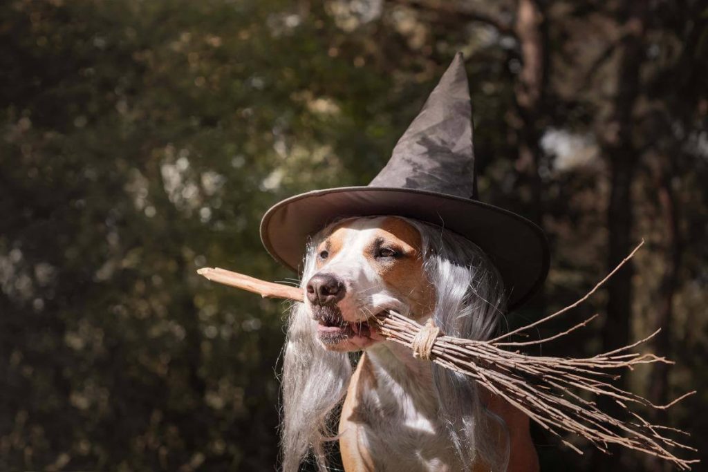 7 Halloween costume ideas for your dog | TastyBone